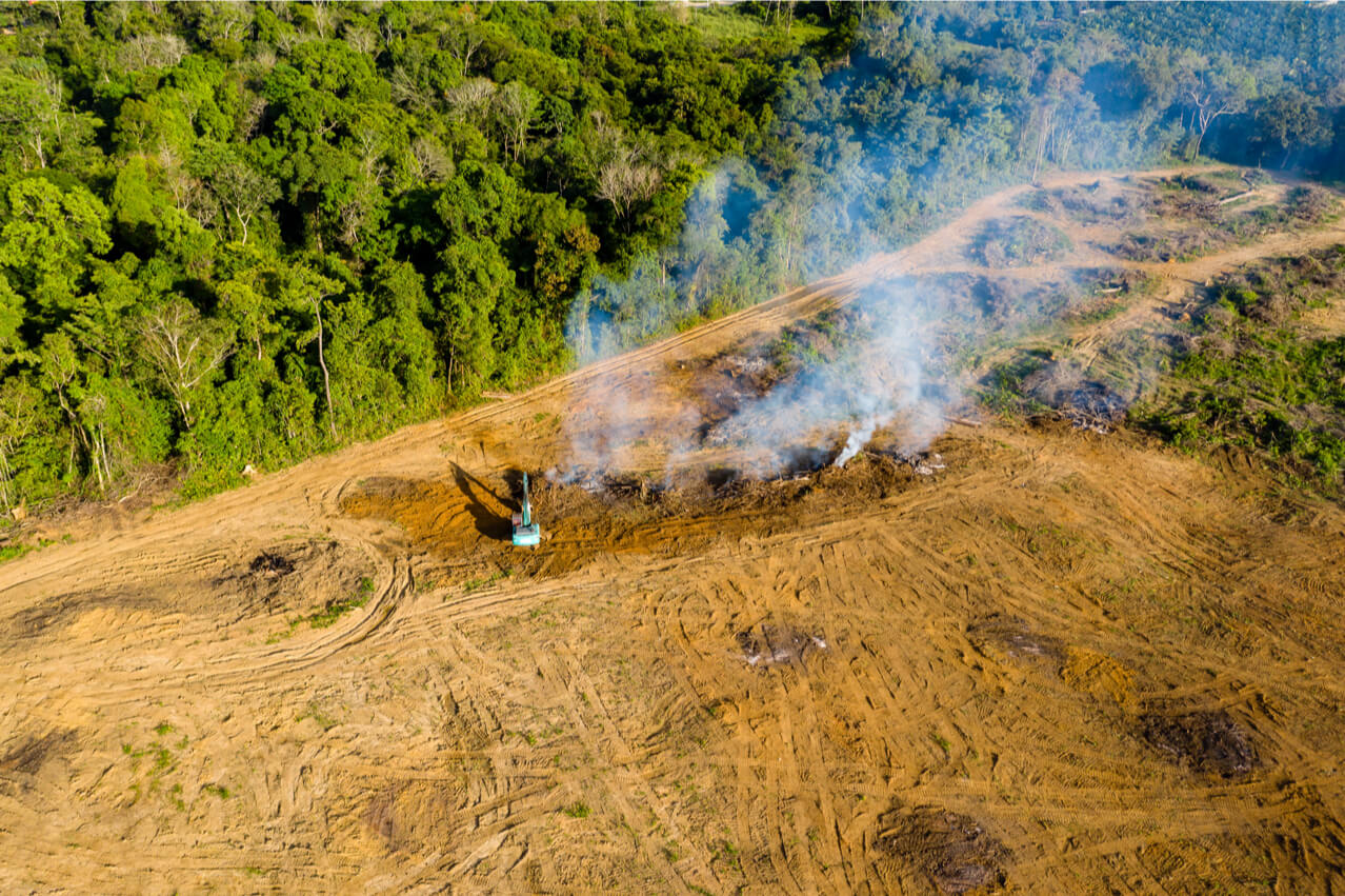 deforestation